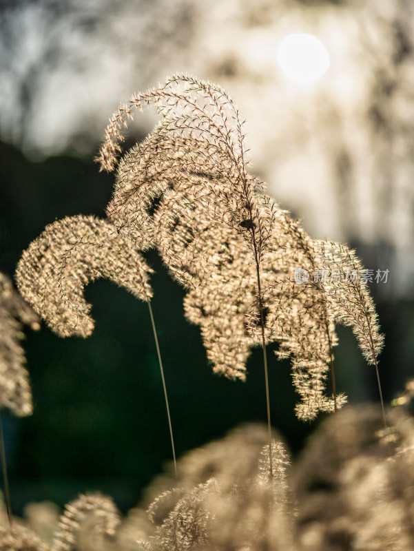 秋冬季节的芦苇特写