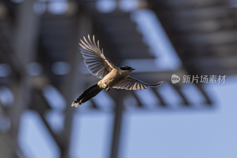 喜鹊飞鸟