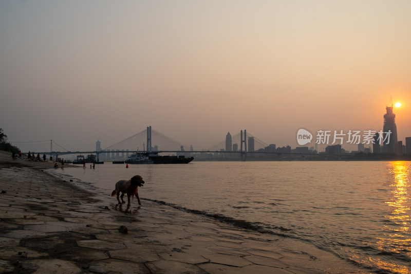 夕阳下江边有狗的城市风光