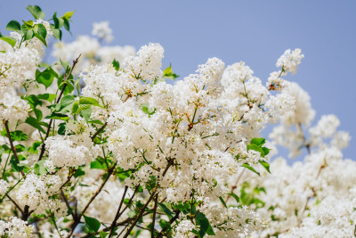 春天白色丁香花