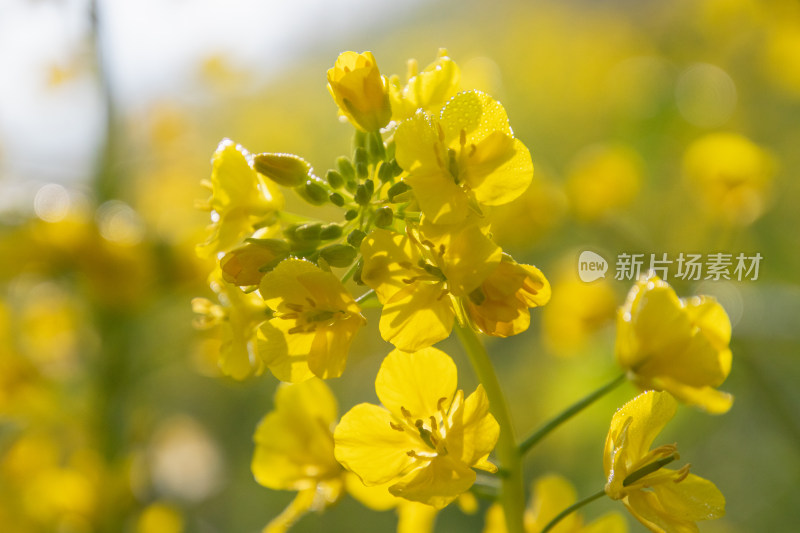 逆光拍摄带着露水的油菜花