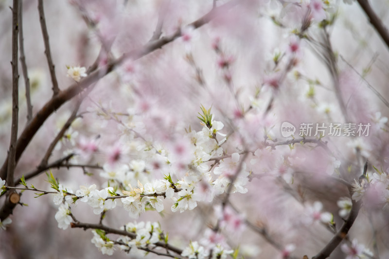 桃树桃花桃树林