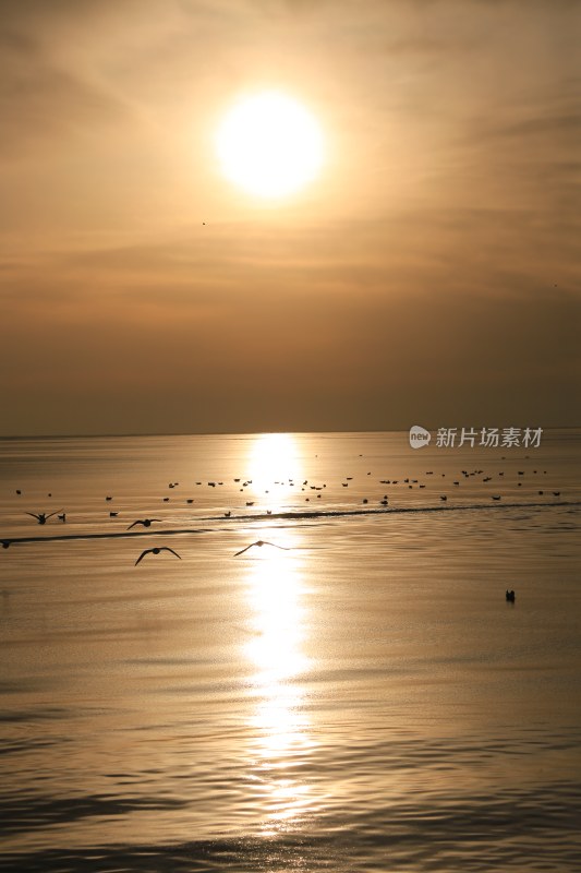 海面夕阳下飞翔的海鸟