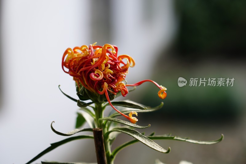 菊展菊花