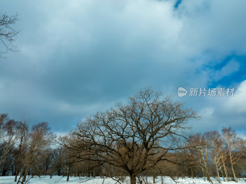 雪地里光秃秃的大树