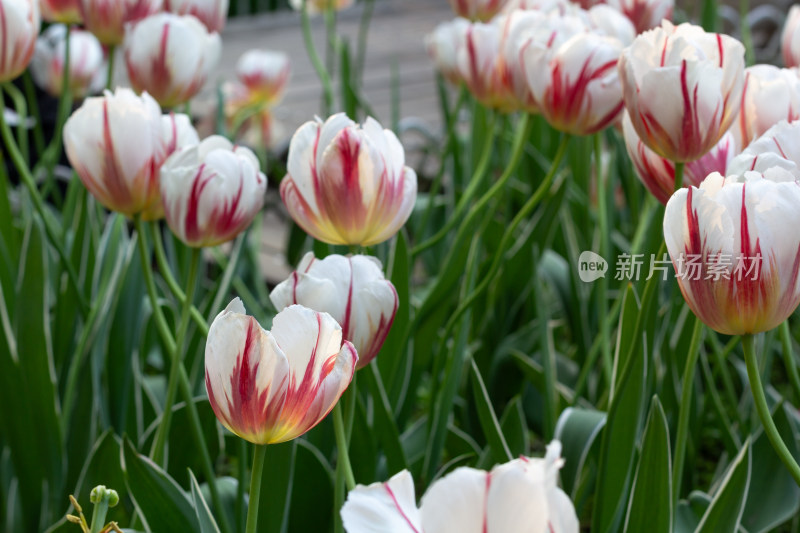 杭州太子湾多彩郁金香花海景观