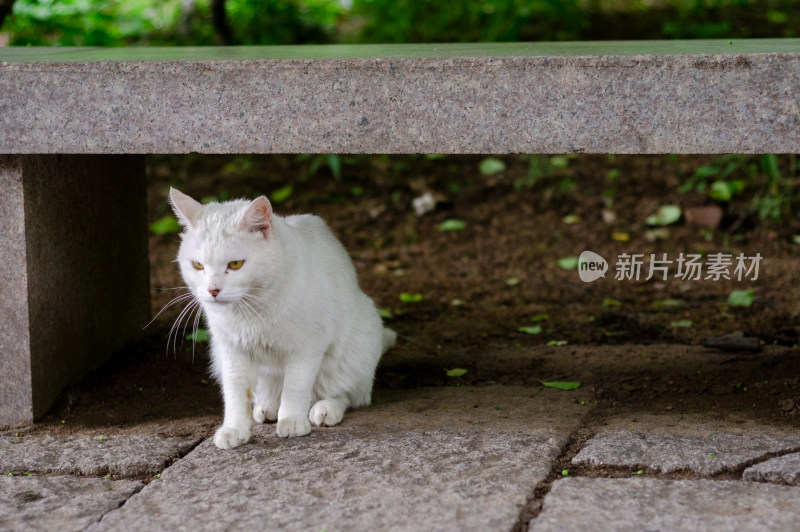 公园里一只白色的流浪猫正在觅食