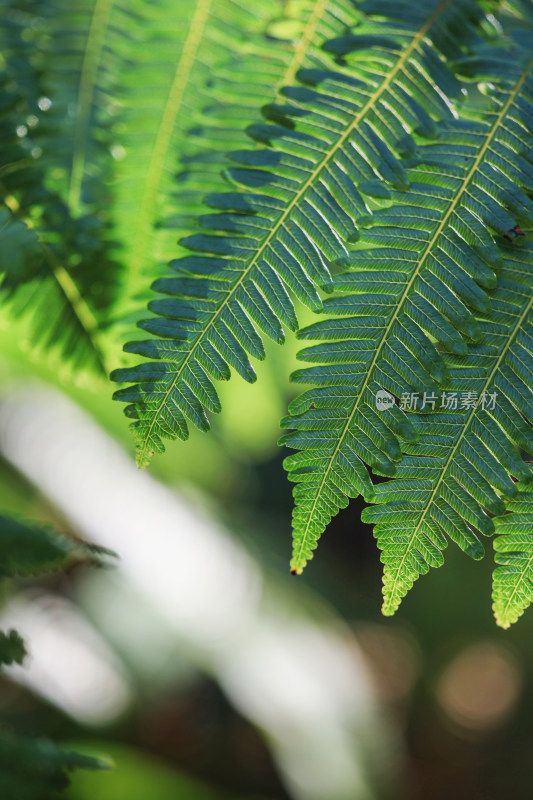 特写蕨类植物叶片