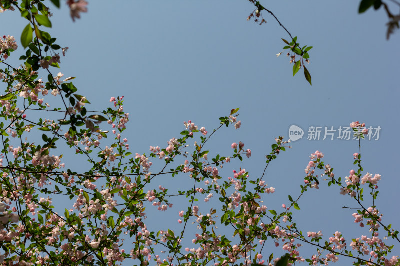 杭州植物园盛开的粉色海棠花