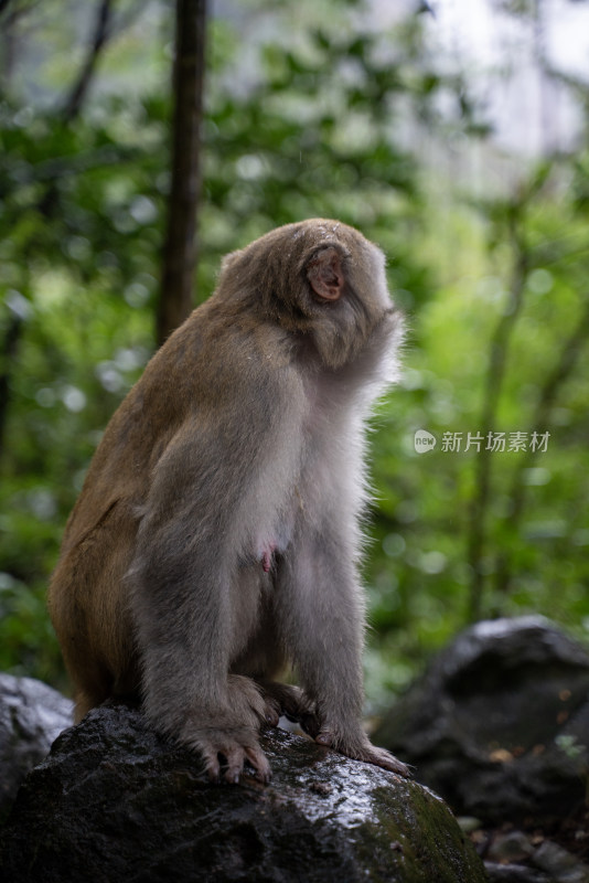 野外石头上的猴子