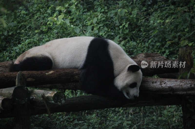 红山动物园---熊猫