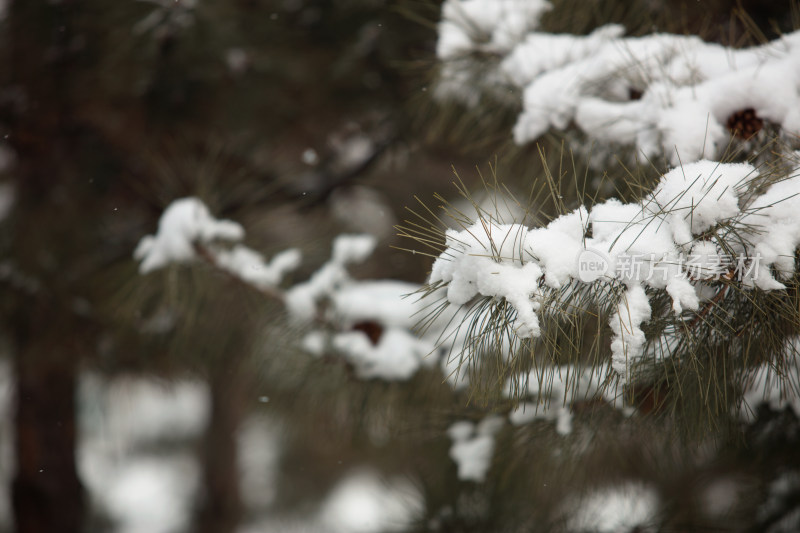 松树枝头厚厚的白雪