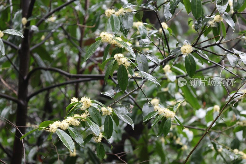 带雨的黄色花卉绿植特写