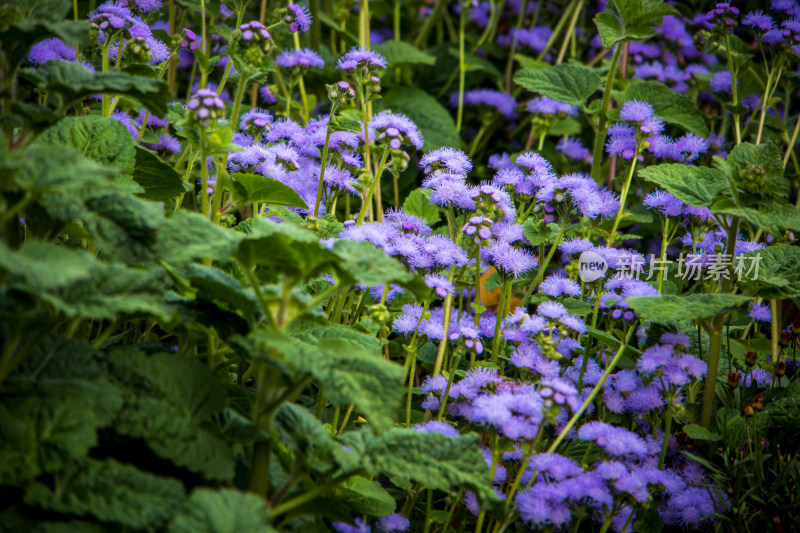 藿香蓟紫色鲜花特写