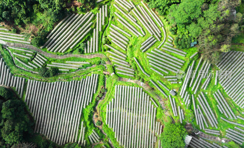 增城邓山村农田