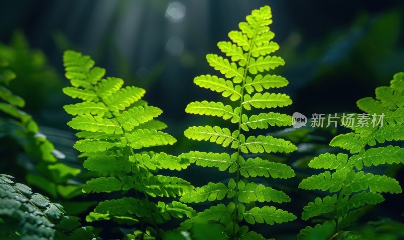 湿地森林沼泽绿色蕨类植物逆光背景