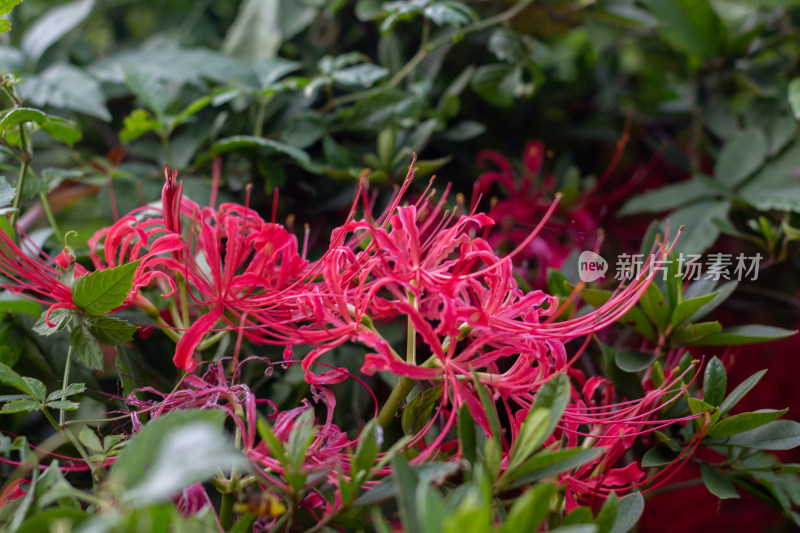 红色彼岸花特写素材