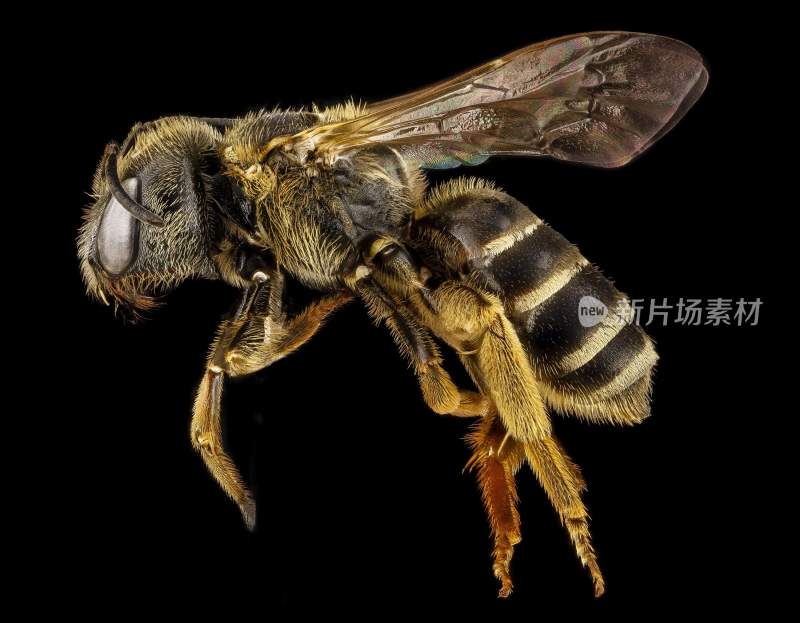 蜜蜂 蜜蜂飞舞 蜜蜂飞