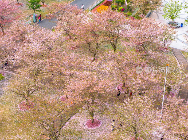 航拍上海宝山顾村公园樱花季樱花