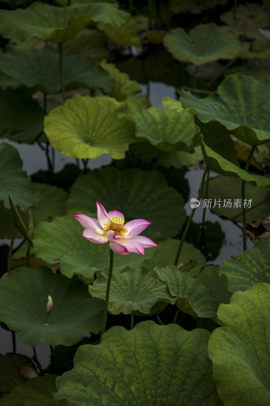 夏季公园荷塘荷叶丛中荷花特写