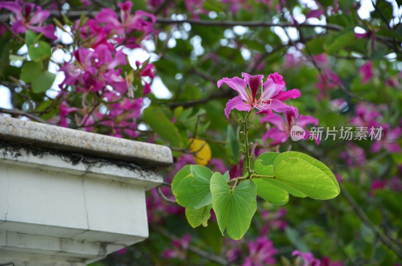 广东东莞：紫荆花开