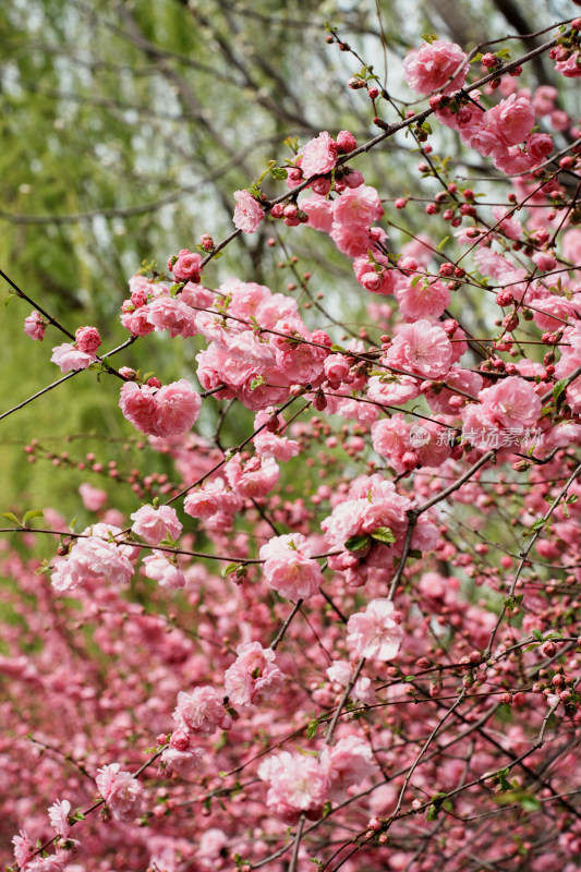 北京四得公园桃花树桃花