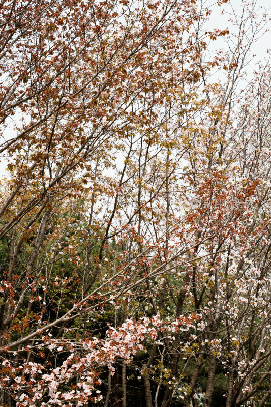 北京奥森樱花树樱花