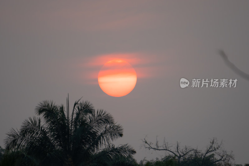 日落余晖下的棕榈树