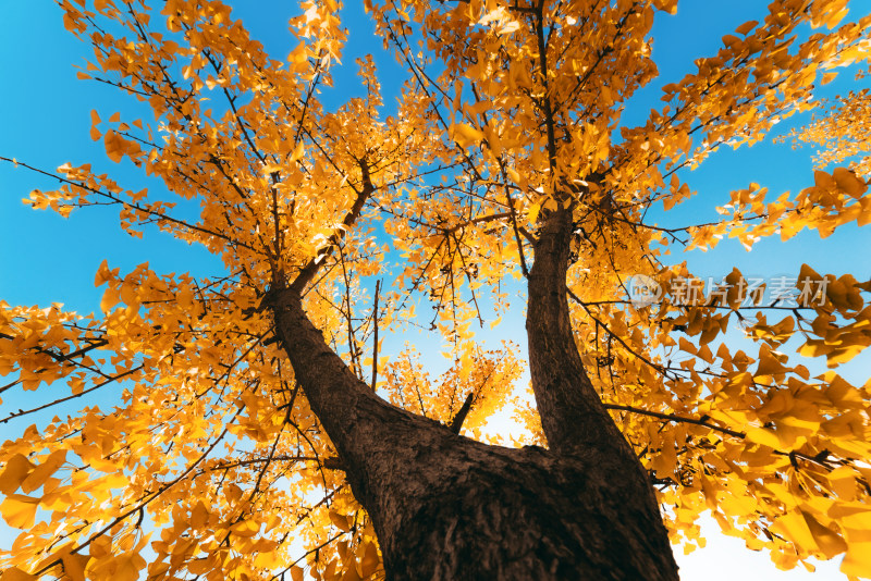 秋日里的银杏树和金黄色的银杏树叶