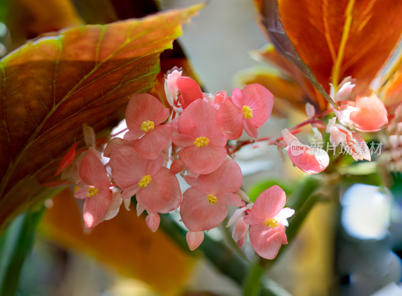 秋海棠开花特写