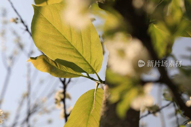 嫩叶沐浴在阳光里