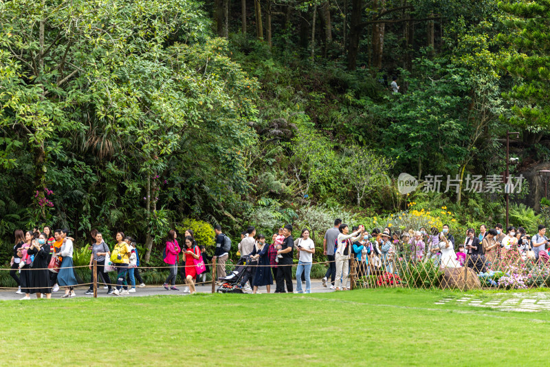 深圳仙湖植物园花展