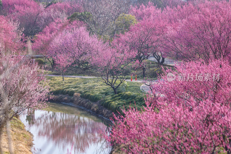 花开海上梅花节