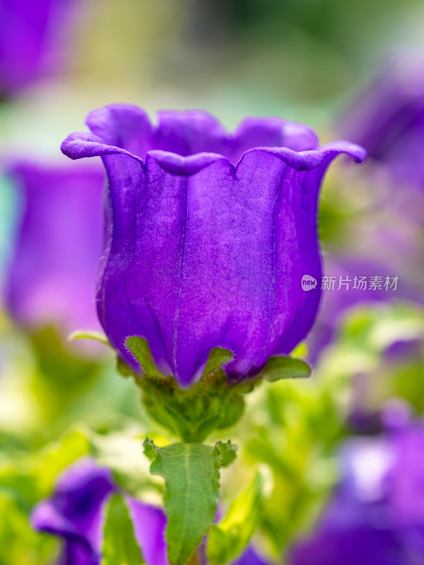 风铃草花朵特写