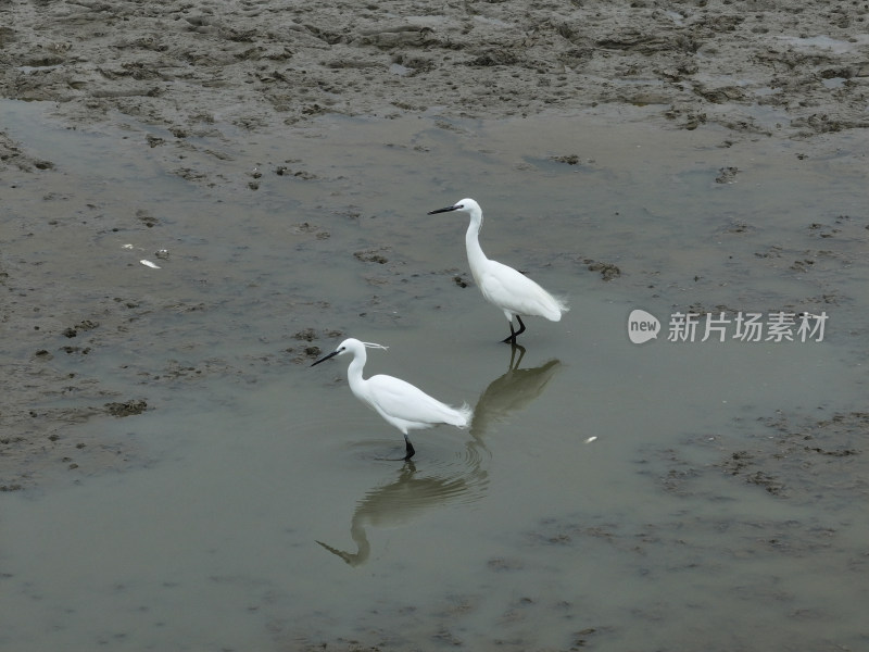 白鹭飞翔树林自然绿色鸟类