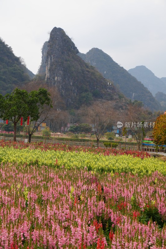 金鱼草缤纷花海