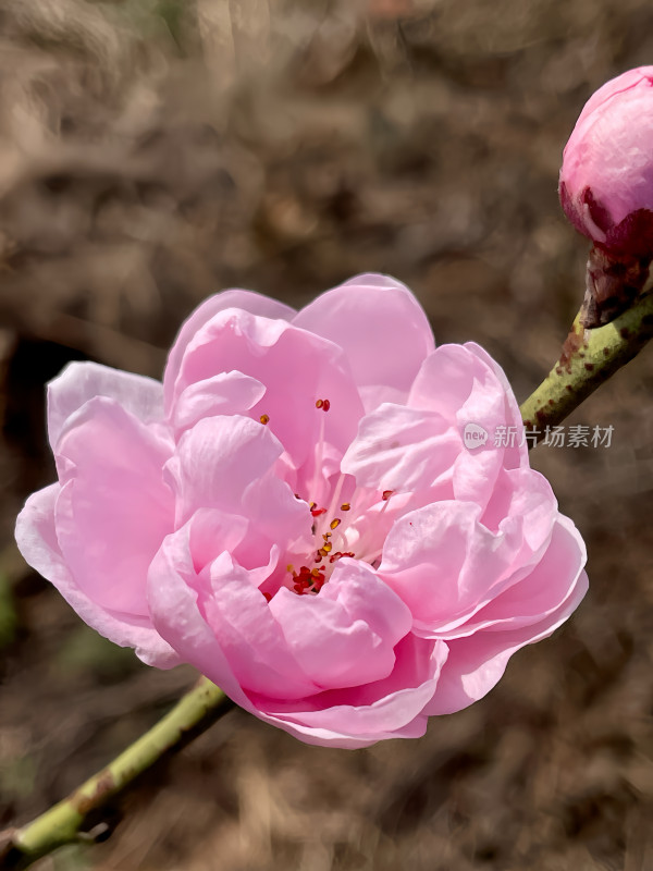 桃花特写