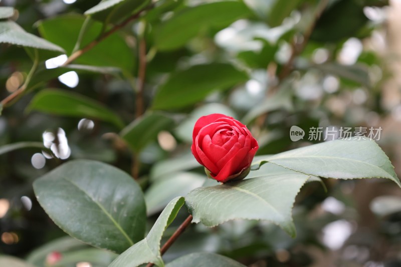 红色山茶花特写