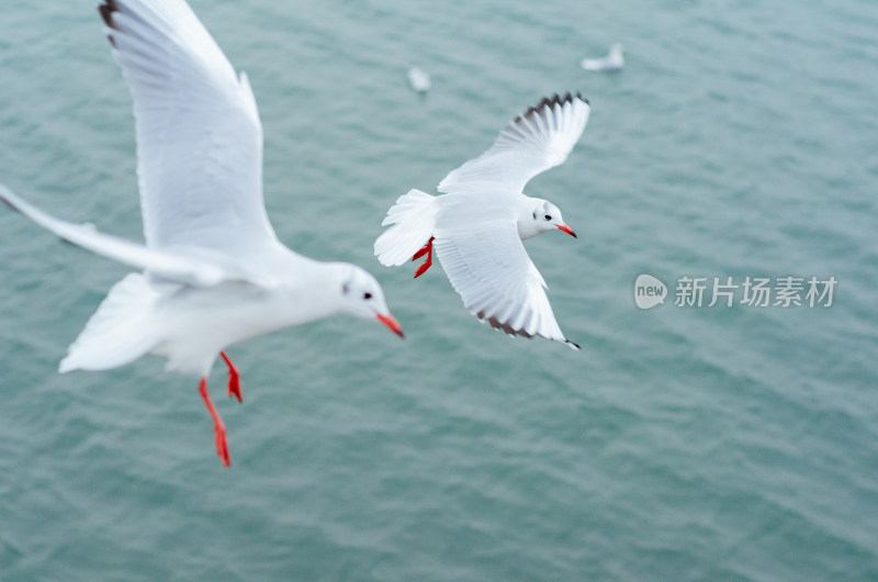 在海上飞行的海鸥