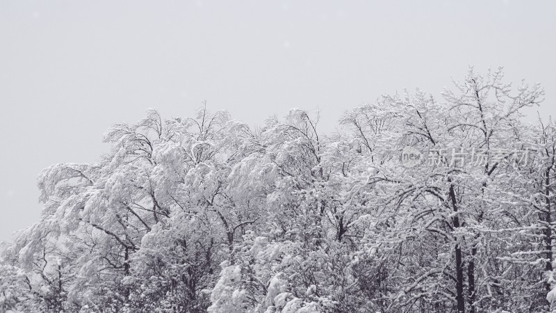 森林雪树