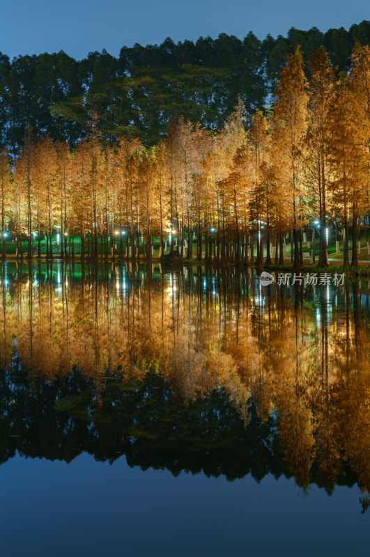 佛山千灯湖南海活水公园落羽杉红叶夜景灯光