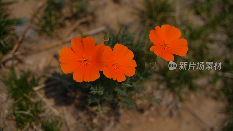 花菱草素材