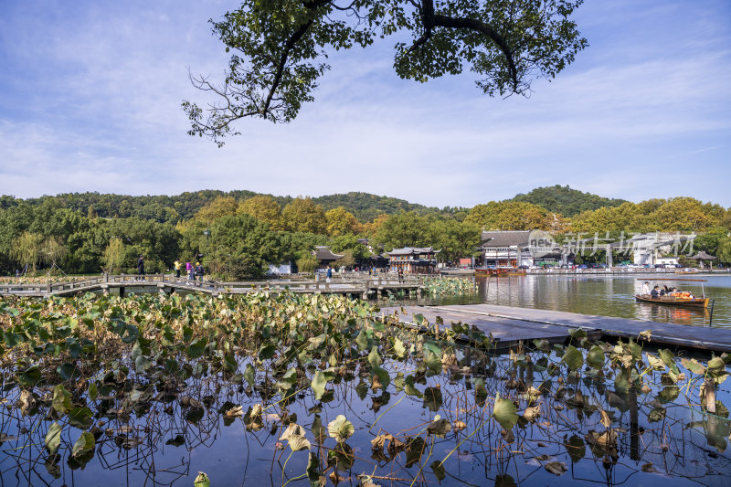 杭州西湖风景区曲院风荷风景