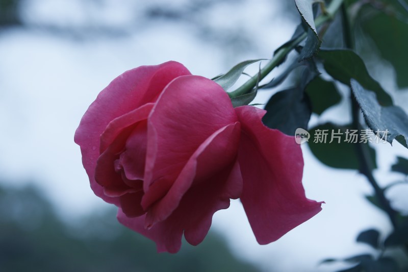 红色月季花 