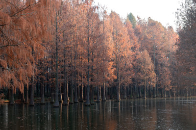 上海青西郊野公园杉树