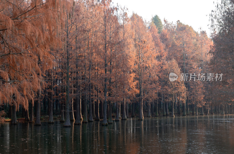 上海青西郊野公园杉树