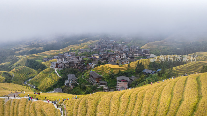 广西桂林龙胜龙脊梯田秋收风景航拍