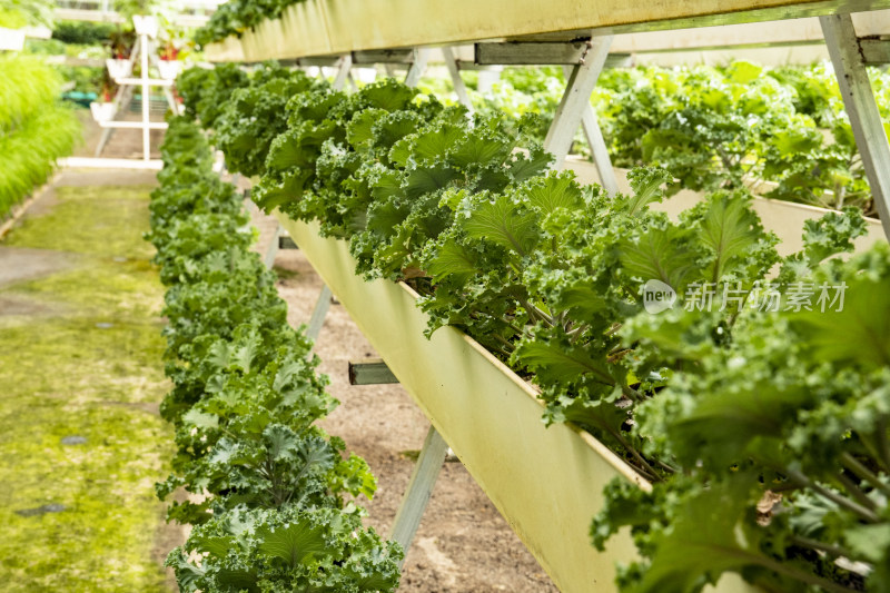 现代农业种植有机蔬菜温室蔬菜