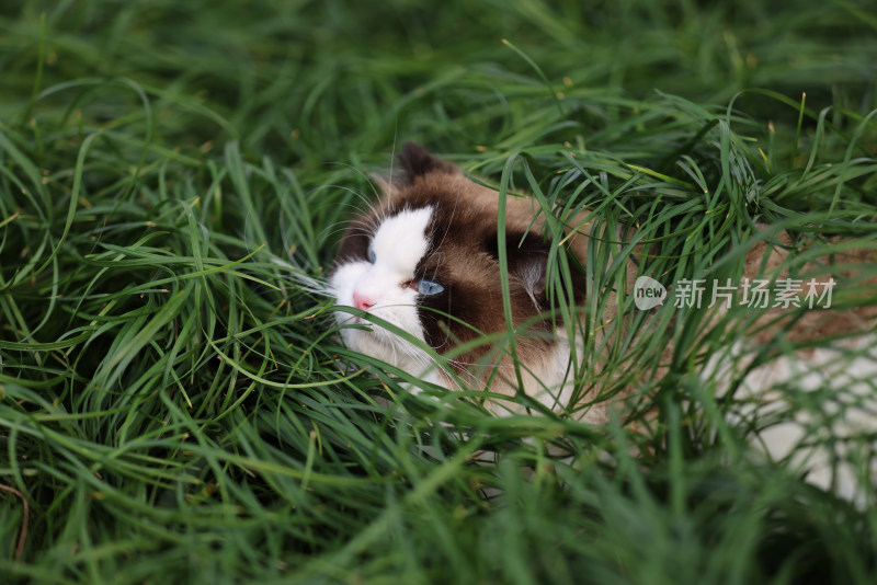 一只在草地上的布偶猫 海豹双色雄性种猫