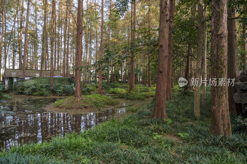 杭州西湖风景区曲院风荷风景